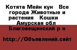 Котята Мейн кун - Все города Животные и растения » Кошки   . Амурская обл.,Благовещенский р-н